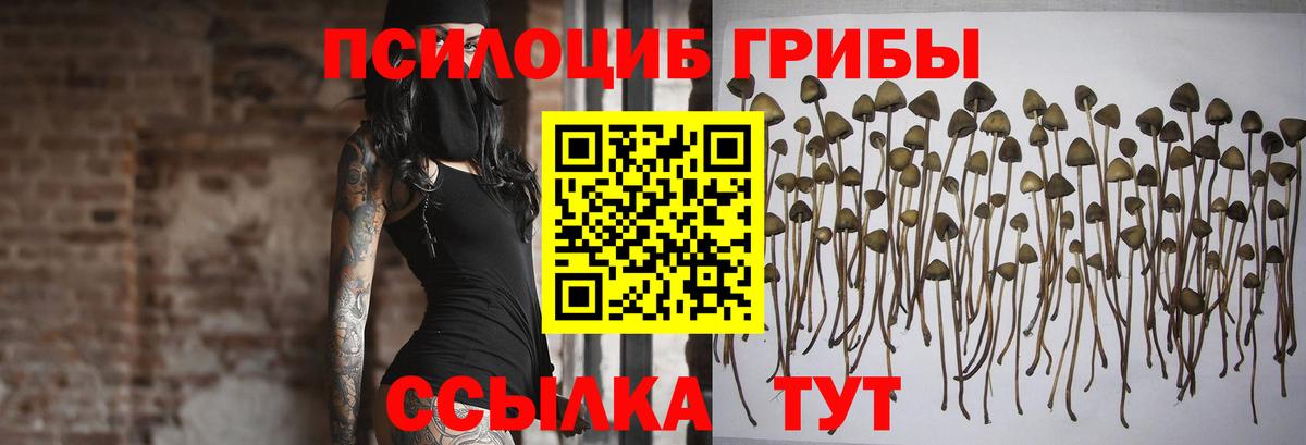 Сунжа  Галлюциногенные грибы Psilocybine cubensis  Вход с VPN 